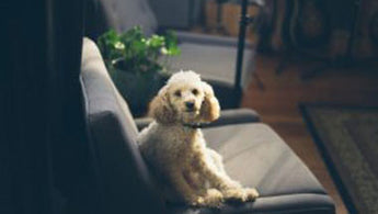 Home décor do’s and don’ts for homeowners with pets